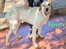 PERRETE, Hund, Boxer-Herdenschutzhund-Mix in Spanien - Bild 3