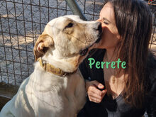 PERRETE, Hund, Boxer-Herdenschutzhund-Mix in Spanien - Bild 5