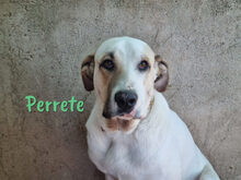 PERRETE, Hund, Boxer-Herdenschutzhund-Mix in Spanien - Bild 8