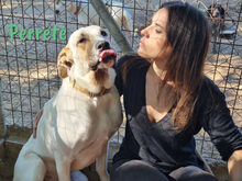 PERRETE, Hund, Boxer-Herdenschutzhund-Mix in Spanien - Bild 9