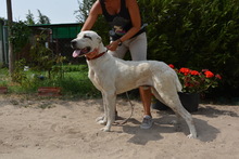 NYUNYO, Hund, Zentralasiatischer Owtcharka in Ungarn - Bild 2