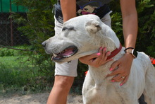 NYUNYO, Hund, Zentralasiatischer Owtcharka in Ungarn - Bild 4