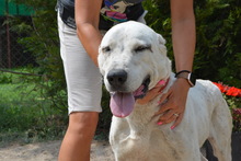 NYUNYO, Hund, Zentralasiatischer Owtcharka in Ungarn - Bild 5