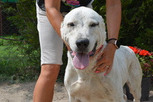 NYUNYO, Hund, Zentralasiatischer Owtcharka in Ungarn - Bild 6