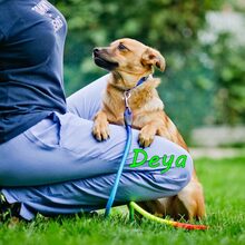 DEYA, Hund, Mischlingshund in Russische Föderation - Bild 10