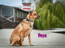 DEYA, Hund, Mischlingshund in Russische Föderation - Bild 12