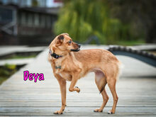 DEYA, Hund, Mischlingshund in Russische Föderation - Bild 14