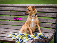 DEYA, Hund, Mischlingshund in Russische Föderation - Bild 15