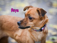 DEYA, Hund, Mischlingshund in Russische Föderation - Bild 17
