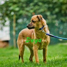 DEYA, Hund, Mischlingshund in Russische Föderation - Bild 18