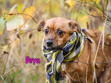 DEYA, Hund, Mischlingshund in Russische Föderation - Bild 2