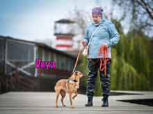 DEYA, Hund, Mischlingshund in Russische Föderation - Bild 20