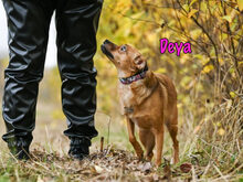 DEYA, Hund, Mischlingshund in Russische Föderation - Bild 5