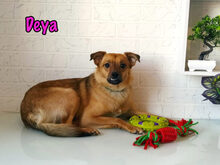 DEYA, Hund, Mischlingshund in Russische Föderation - Bild 7