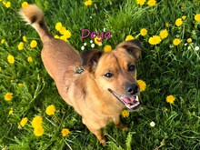 DEYA, Hund, Mischlingshund in Babenhausen