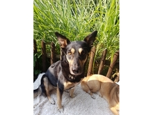 HOLLY, Hund, Mischlingshund in Ammersbek
