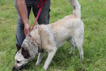 CIKITO, Hund, Siberian Husky-Mix in Rumänien - Bild 4