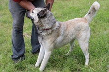 CIKITO, Hund, Siberian Husky-Mix in Rumänien - Bild 5