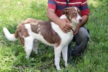 JUKA, Hund, Labrador-Mix in Rumänien - Bild 1