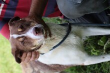 JUKA, Hund, Labrador-Mix in Rumänien - Bild 2
