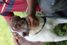 JUKA, Hund, Labrador-Mix in Rumänien - Bild 3