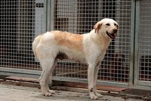 MOLLY, Hund, Maremmano-Mix in Italien - Bild 28