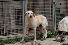 MOLLY, Hund, Maremmano-Mix in Italien - Bild 29