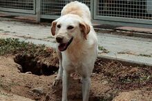 MOLLY, Hund, Maremmano-Mix in Italien - Bild 30