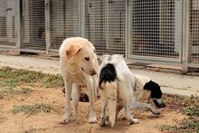 MOLLY, Hund, Maremmano-Mix in Italien - Bild 31