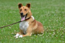 ALVARO, Hund, Mischlingshund in Bad Wünnenberg - Bild 1