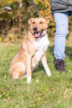 ALVARO, Hund, Mischlingshund in Bad Wünnenberg - Bild 10