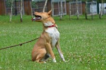 ALVARO, Hund, Mischlingshund in Bad Wünnenberg - Bild 2