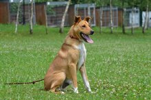 ALVARO, Hund, Mischlingshund in Bad Wünnenberg - Bild 3
