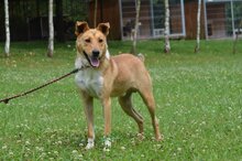 ALVARO, Hund, Mischlingshund in Bad Wünnenberg - Bild 4