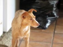 MATILDE, Hund, Podenco-Mix in Spanien - Bild 5