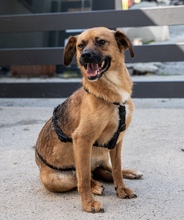 BUENO, Hund, Mischlingshund in Kroatien - Bild 1