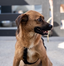 BUENO, Hund, Mischlingshund in Kroatien - Bild 2