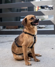 BUENO, Hund, Mischlingshund in Kroatien - Bild 3
