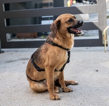 BUENO, Hund, Mischlingshund in Kroatien - Bild 4