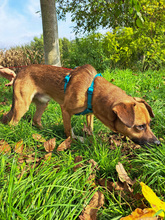 BUENO, Hund, Mischlingshund in Kroatien - Bild 6
