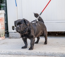 PIKATCHU, Hund, Mischlingshund in Kroatien - Bild 1