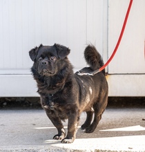 PIKATCHU, Hund, Mischlingshund in Kroatien - Bild 10