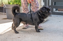 PIKATCHU, Hund, Mischlingshund in Kroatien - Bild 11