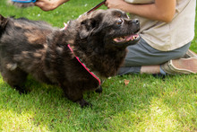 PIKATCHU, Hund, Mischlingshund in Kroatien - Bild 6