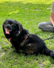 PIKATCHU, Hund, Mischlingshund in Kroatien - Bild 8