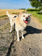 RADU, Hund, Mischlingshund in Köln - Bild 1
