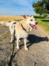 RADU, Hund, Mischlingshund in Freigericht - Bild 4