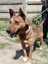 JANOS, Hund, Mischlingshund in Ungarn - Bild 8