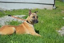 ELSA, Hund, Mischlingshund in Rumänien - Bild 1