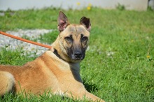 ELSA, Hund, Mischlingshund in Rumänien - Bild 2